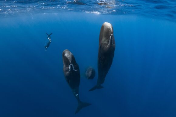パトリックとクジラ 6000日の絆